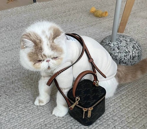 Celine 셀린느 Triomphe Canvas (Mini)